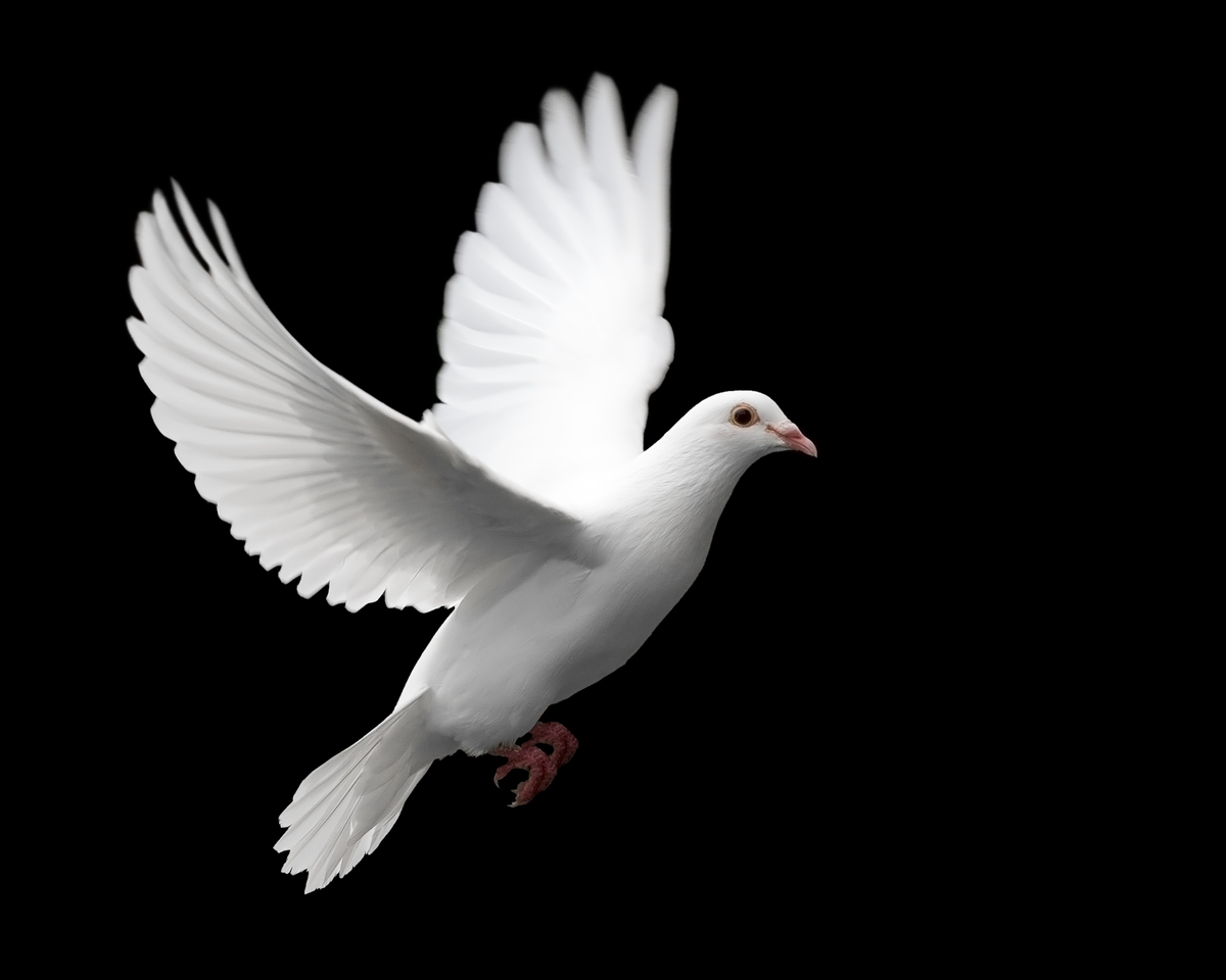A white dove in flight